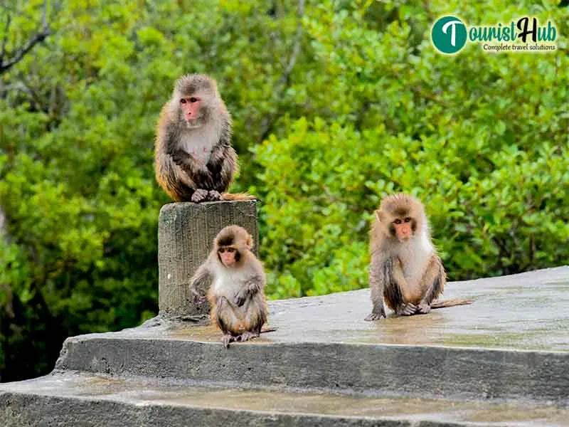 Sundarban Tour with Tourist Hub India